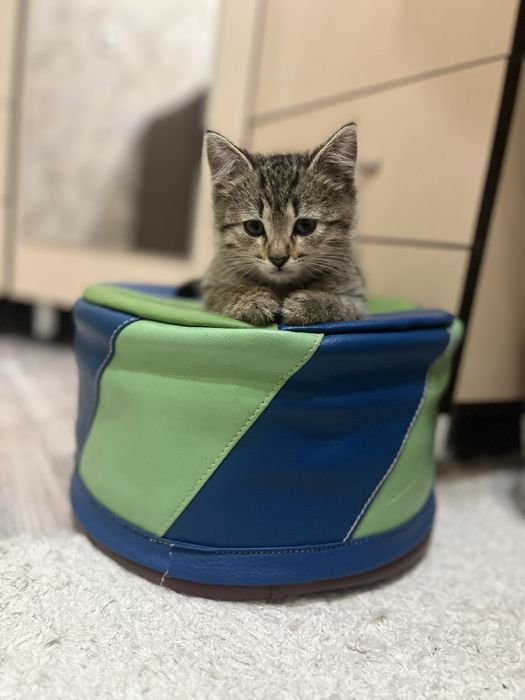 Кот 3,4 месяца отдам