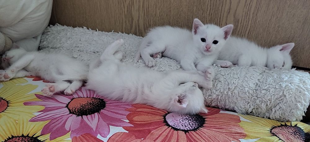 Бели котенца, търсят дом