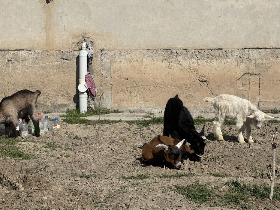 Орыс ешкі еркек лактар сатылады.