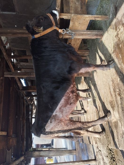 Продается  бычок