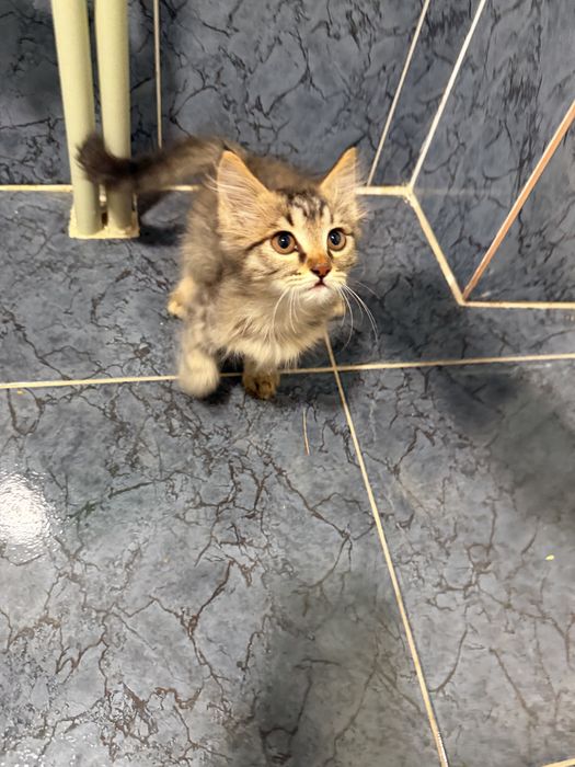 Очень ласковый, милый котенок. Ищет добрые руки