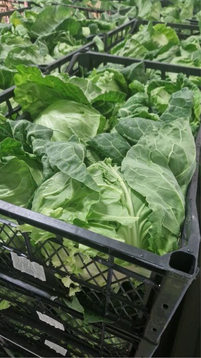 Varza proaspata import