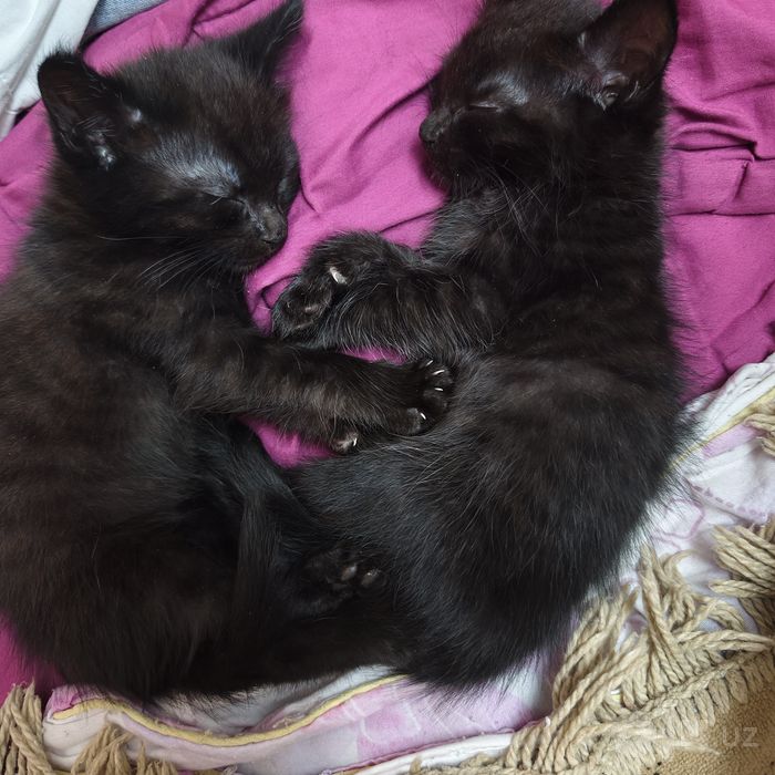 Котики бесплатно