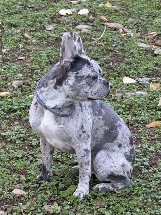 Френски булдог, мерле, две различни очи