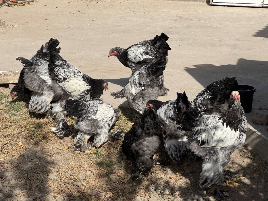 Tochkali brama jujalari sotiladi