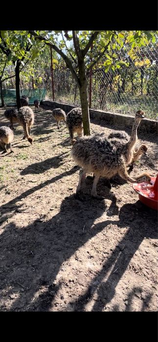 Vând Pui De Struț/ comenzi pui pentru anul 2026