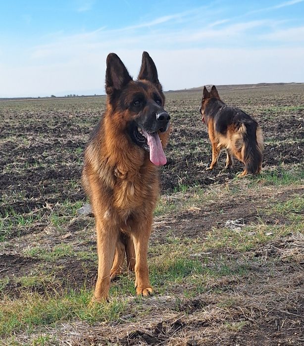 Малка немска овчарка