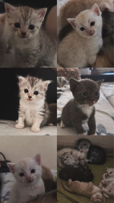 Котята добрые шустрые активные. Верный друг