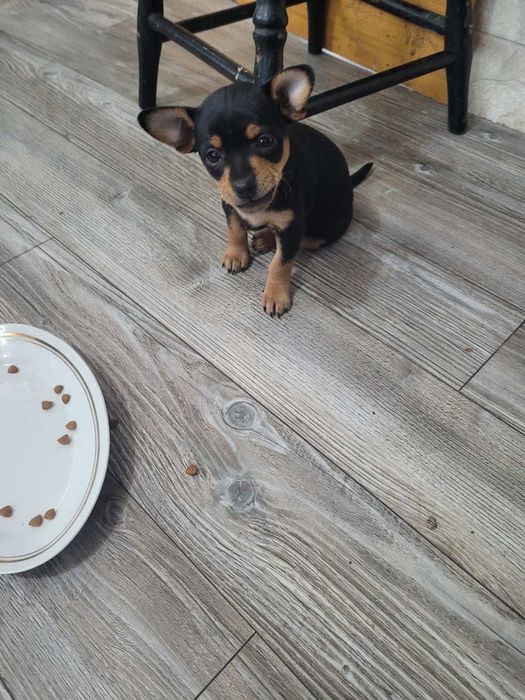 Пинчери сладки и красиви