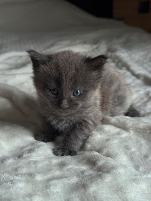 Котята Мейн-кун
