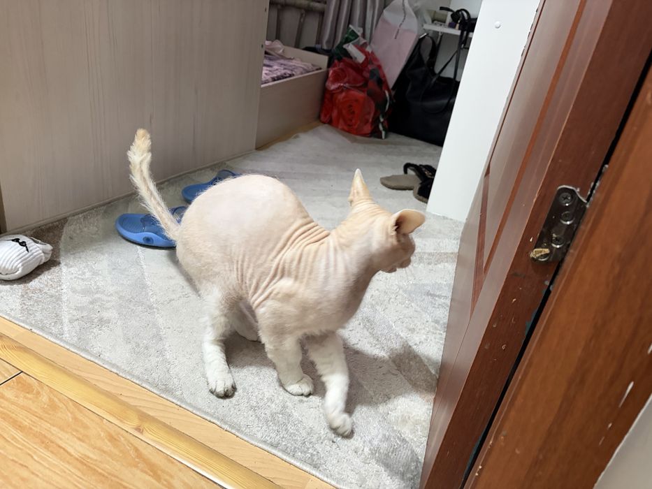 Отдам даром кота 1,5 года свинкс