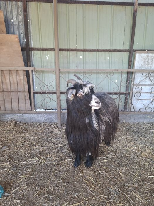 Продам козу срочно