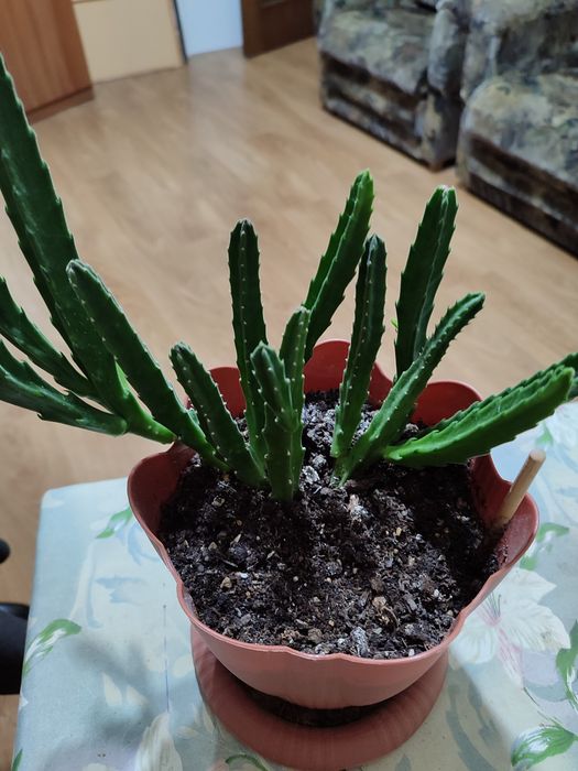 Цветы  комнатные