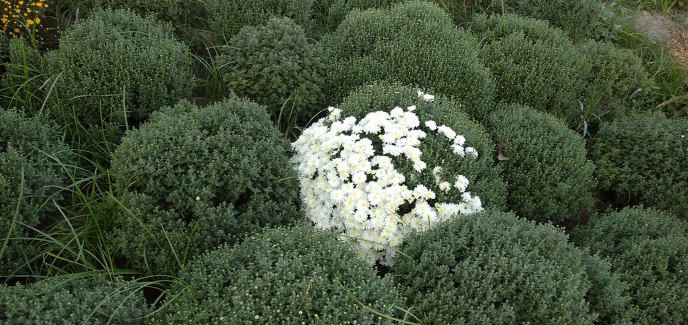 Xrzantema gullari sotiladi