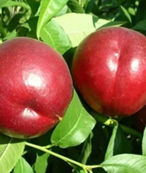 Nectarin (Soiul Champion )