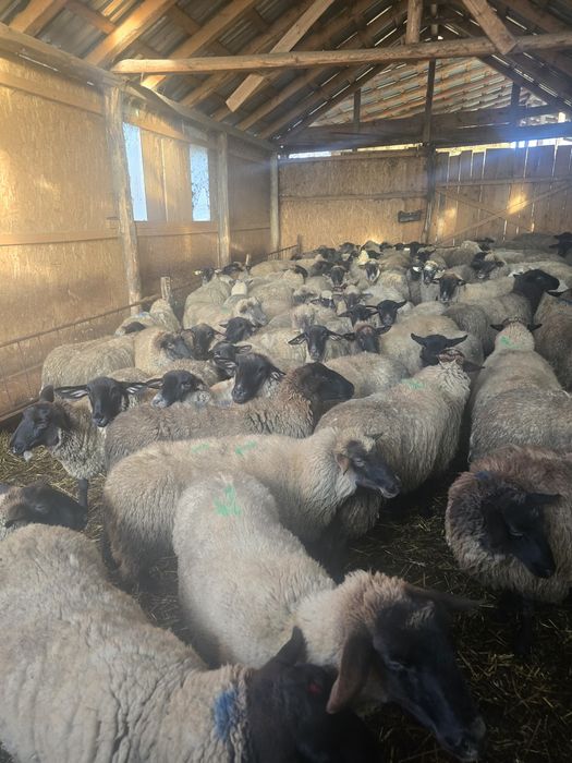 Vând oi metis Suffolk și 2 berbeci Suffolk