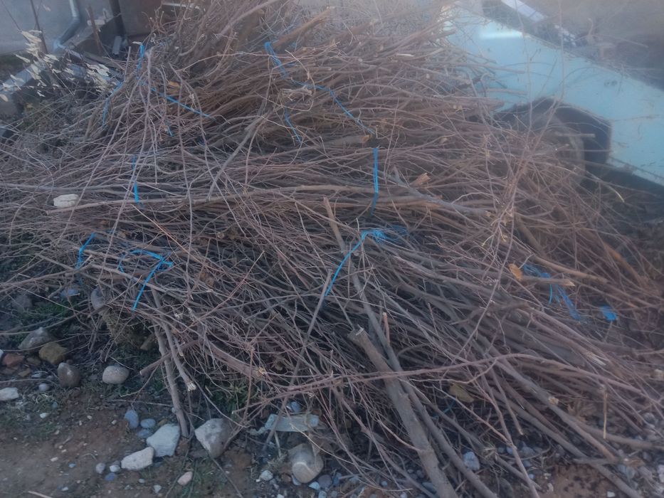 Сухие дрова тутовника