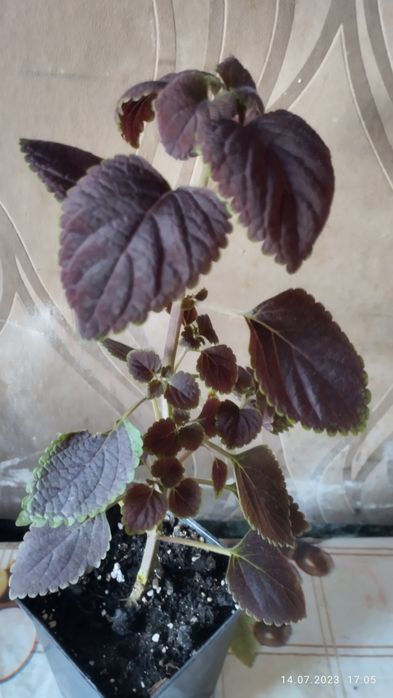 Продам комнатные цветы