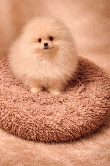 Померан. Момиче Мини . Три Месеца