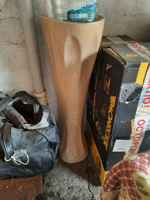 Раковина тюльпан.