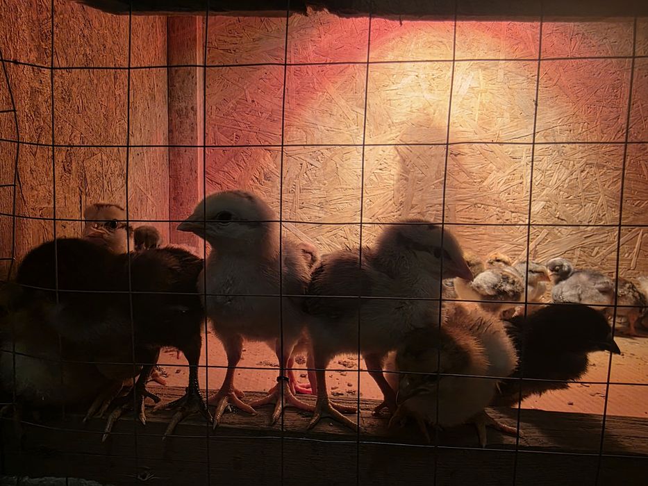 Циплята разных пород