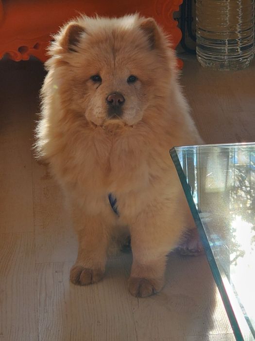 Куче чау чау  на 4 месеца