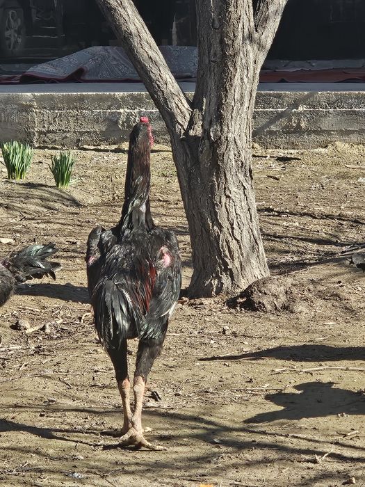 Дакан қораз корейский