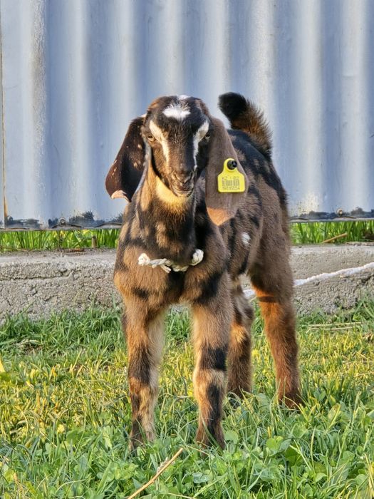 Англо-нубийские козы, козлята, козёл