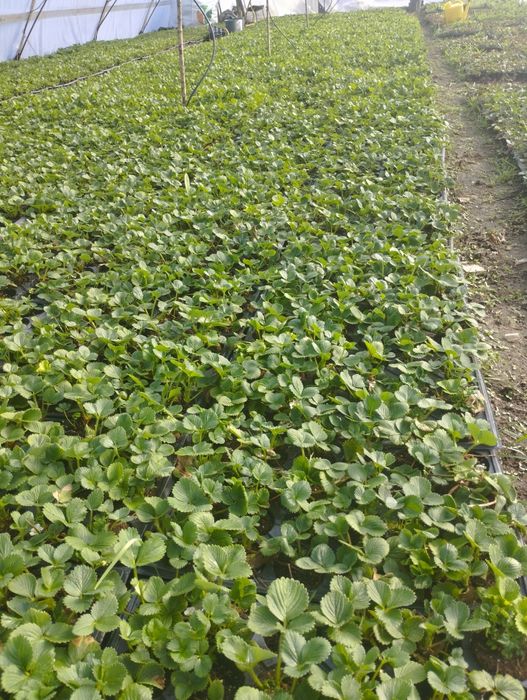 Разсад Ягоди пикиран