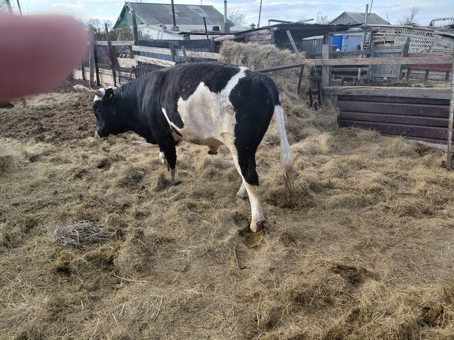 Продам быков в количестве 7 голов