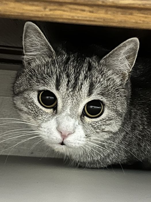 Отдам даром кошку