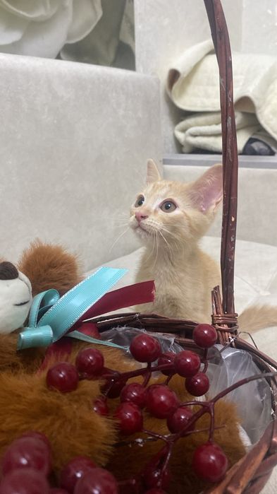 Отдам котят в добрые руки