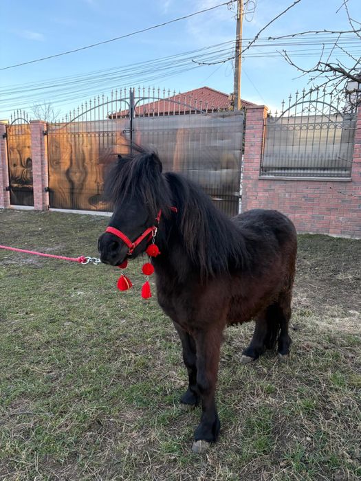 Vand ponei adus din Polonia