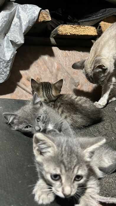 Отдам котят ………………………………