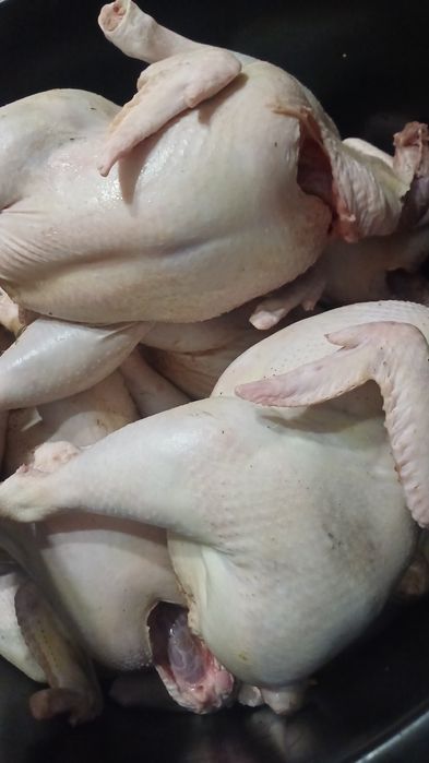 Домашние бройлеры бройлер