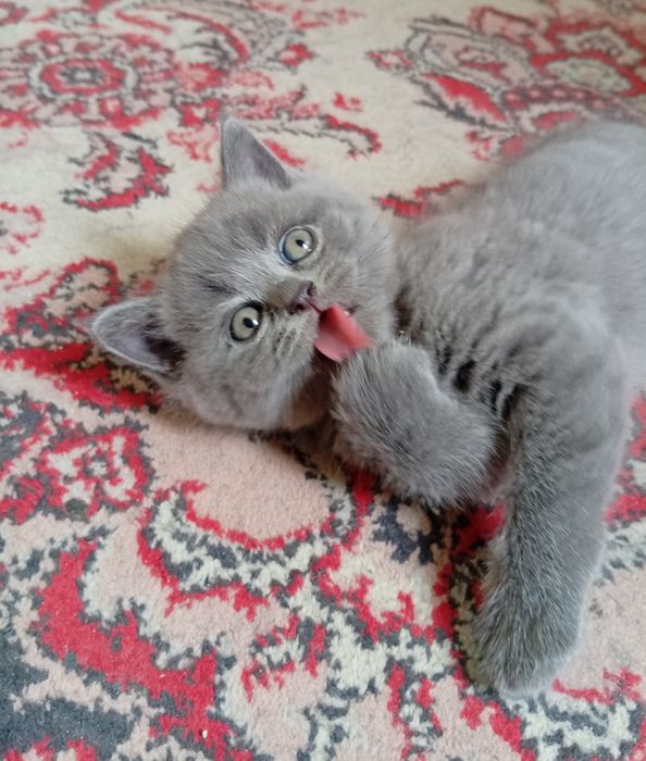Британские котята