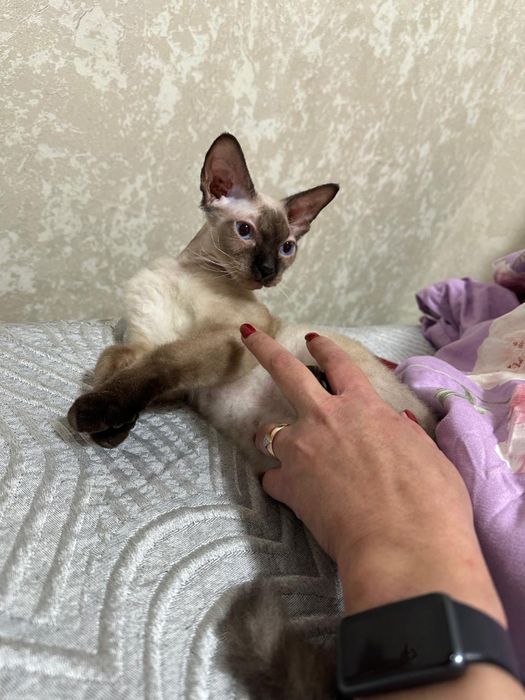 Отдам донских сфинксов!