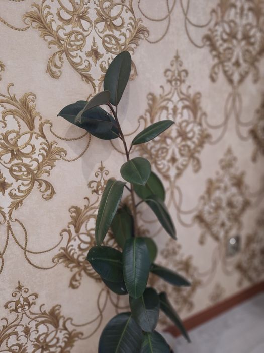 Фикус каучуконосный