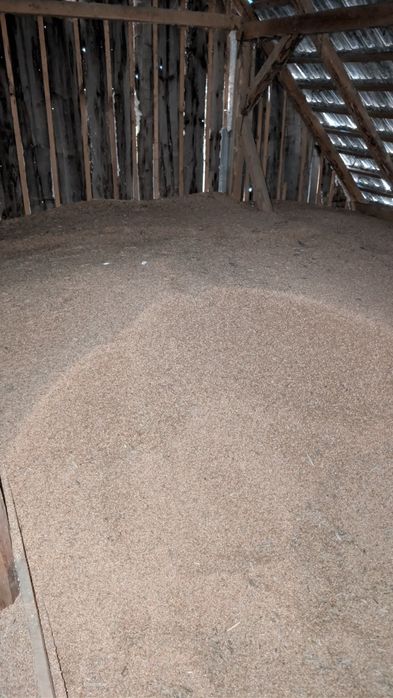 Vând triticală - cantități mici şi mari