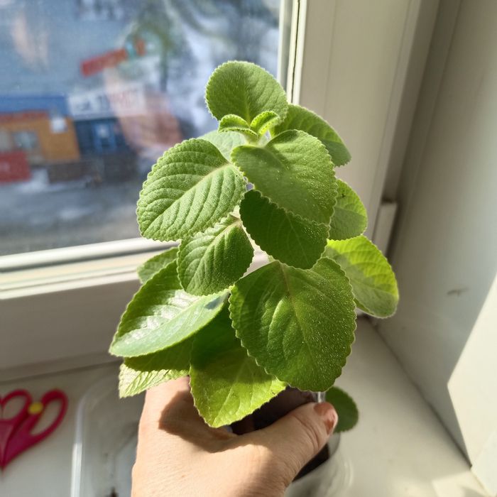 МЯТА Комнатное растение
