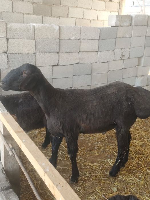 Кошкар от крокадил