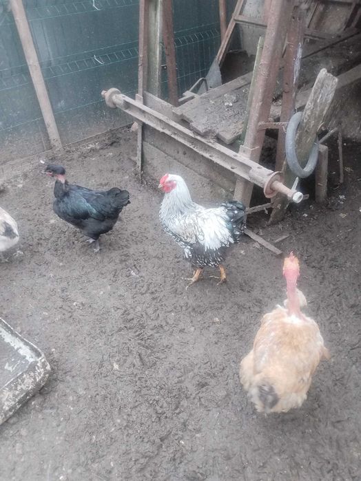 Ouă Gaina de incubat mixt romanesti