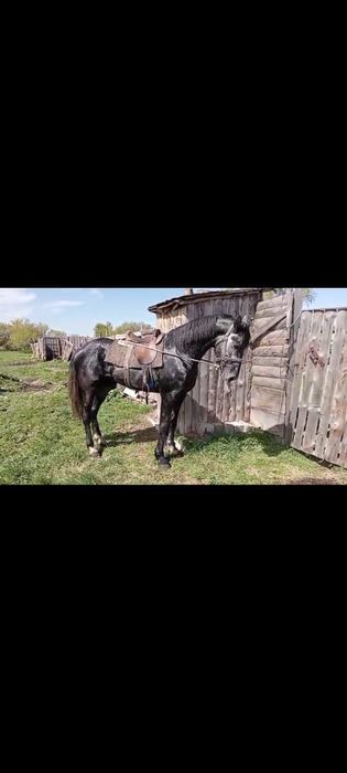Продается Жеребец Орловец