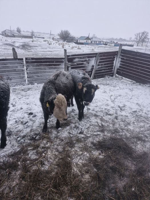 Бұқалар сатылады