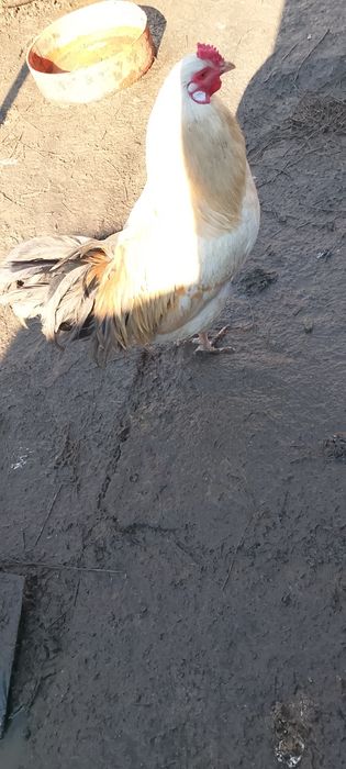 Vând o rață românească și un cocoș