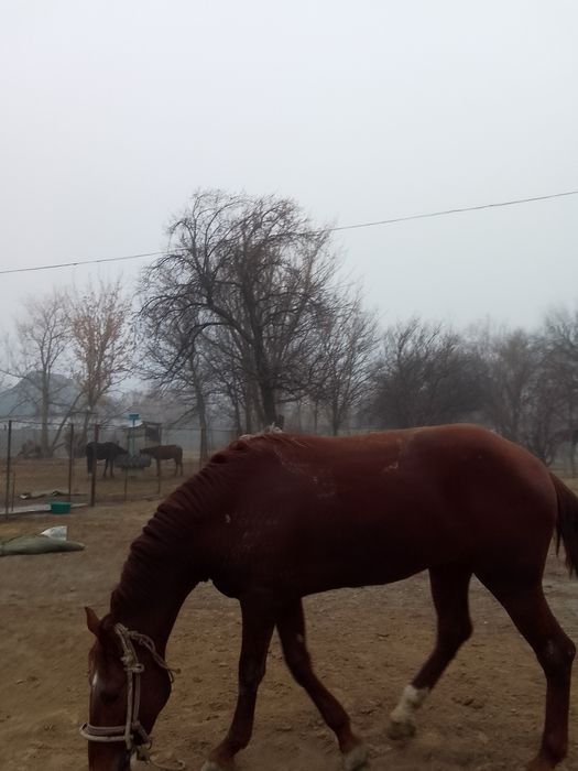 2 жасар құнан сатылымда