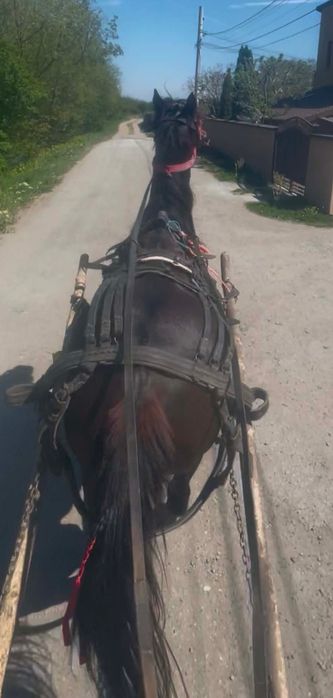 Vând iapa de 6 anii