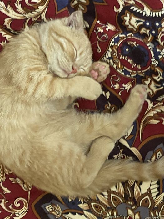 Скотиш фолд сотилади