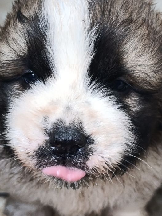 Московская сторожевая