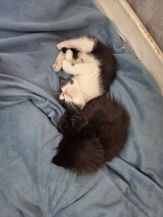 Отдаем двух котят